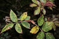 Poison Ivy branch close up in the Fall Royalty Free Stock Photo