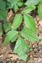 Poison ivy on a brown nature background Royalty Free Stock Photo