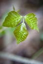 Poison Ivy Royalty Free Stock Photo