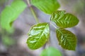 Poison Ivy Royalty Free Stock Photo