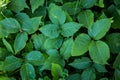 Poison ivy Royalty Free Stock Photo