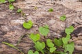 Poison ivy Royalty Free Stock Photo