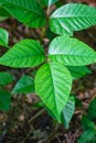 Poison Ivy, Toxicodendron radicans Royalty Free Stock Photo