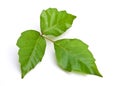 Poison Ivy Isolated Royalty Free Stock Photo