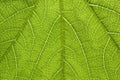 Poison ivy leaf close-up Royalty Free Stock Photo