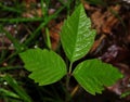 Poison Ivy Leaf Royalty Free Stock Photo