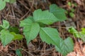 Poison ivy leaves closeup view Royalty Free Stock Photo