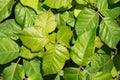 Poison ivy, leaves of three. Royalty Free Stock Photo