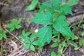 Poison Ivy Plant Among Other Woodland Plants
