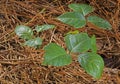 Poison ivy plants shining on a forest floor Royalty Free Stock Photo