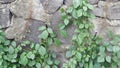 Poison ivy plants on the stone wall, green leaves
