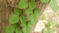 Poison ivy plants at the tree trunk