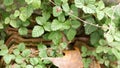 Poison ivy plants on the used tile