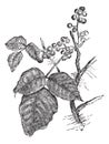 Poison ivy Rhus Toxicodendron, vintage engraving