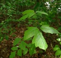 Poison ivy scattered in the forest floor Royalty Free Stock Photo