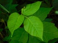 Poison Ivy Royalty Free Stock Photo