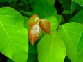 Poison Ivy Royalty Free Stock Photo