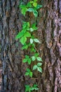 Poison ivy - Toxicodendron radicans