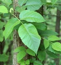 Poison Ivy, Toxicodendron radicans Royalty Free Stock Photo