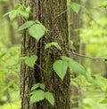 Poison Ivy, Toxicodendron radicans Royalty Free Stock Photo