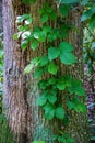 Poison ivy Vine - Toxicodendron radicans
