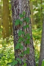 Poison ivy vine growing up a tree trunk disambiguation Royalty Free Stock Photo