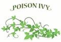 Poison Ivy Vines Background