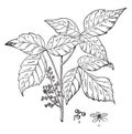 Poison Ivy vintage illustration