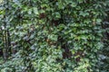 Poison ivy and virginia creeper together Royalty Free Stock Photo