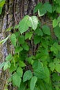 Poison Ivy in the woods Royalty Free Stock Photo