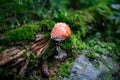 Poison mushroom in the forest Royalty Free Stock Photo