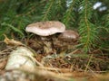 Poison mushroom forest Royalty Free Stock Photo
