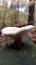 Poison mushroom. Toadstool mushroom on a rotten tree trunk