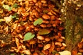 Poison mushrooms growing in fall forest