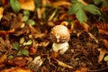 Poison mushrooms growing in fall forest