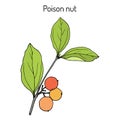 Poison nut Strychnos nux-vomica , medicinal plant Royalty Free Stock Photo