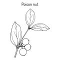 Poison nut Strychnos nux-vomica , medicinal plant Royalty Free Stock Photo