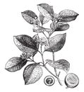 Poison nut, vintage engraving Royalty Free Stock Photo