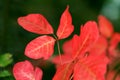 Poison Oak Royalty Free Stock Photo