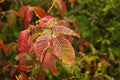 Poison Oak Royalty Free Stock Photo