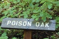 Poison oak