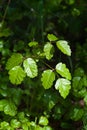 Poison Oak Royalty Free Stock Photo