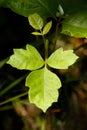 Poison Oak Royalty Free Stock Photo