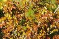 Poison Oak Bush Royalty Free Stock Photo