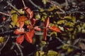 Poison oak leaves close-up