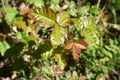 Poison Oak Leaves Close Up For Plant Identification High Quality Royalty Free Stock Photo