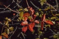 Poison oak leaves close-up