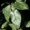 Poison oak Rhus radicans