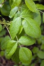 Poison oak Rhus radicans