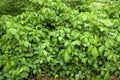 Poison oak Rhus radicans